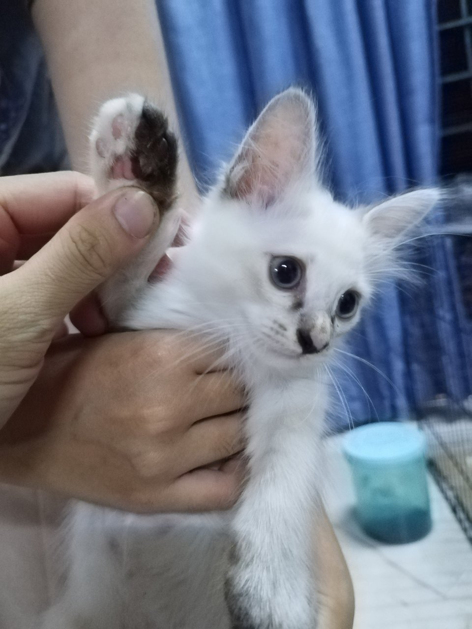 Yuki - Domestic Medium Hair Cat