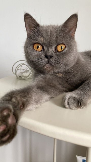 Rosie - British Shorthair Cat