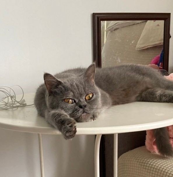 Rosie - British Shorthair Cat