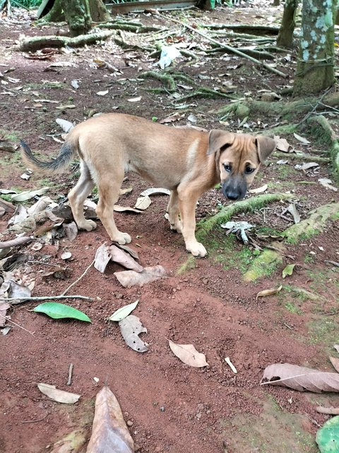 Lucky  - Mixed Breed Dog