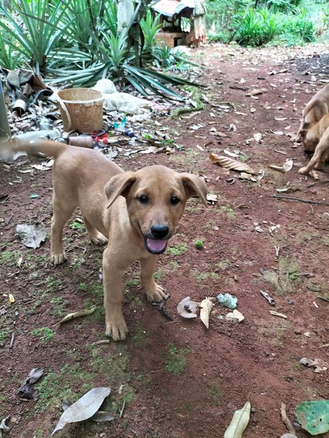 Lucky  - Mixed Breed Dog