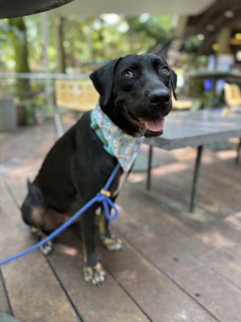 Hazel (1 Of 7) - Labrador Retriever Mix Dog