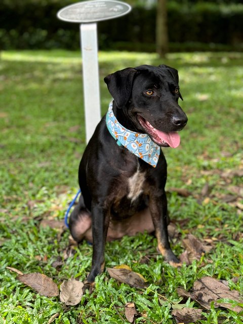 Hazel (1 Of 7) - Labrador Retriever Mix Dog