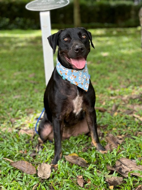 Hazel (1 Of 7) - Labrador Retriever Mix Dog