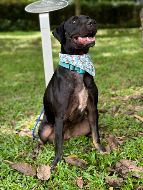 Hazel (1 Of 7) - Labrador Retriever Mix Dog