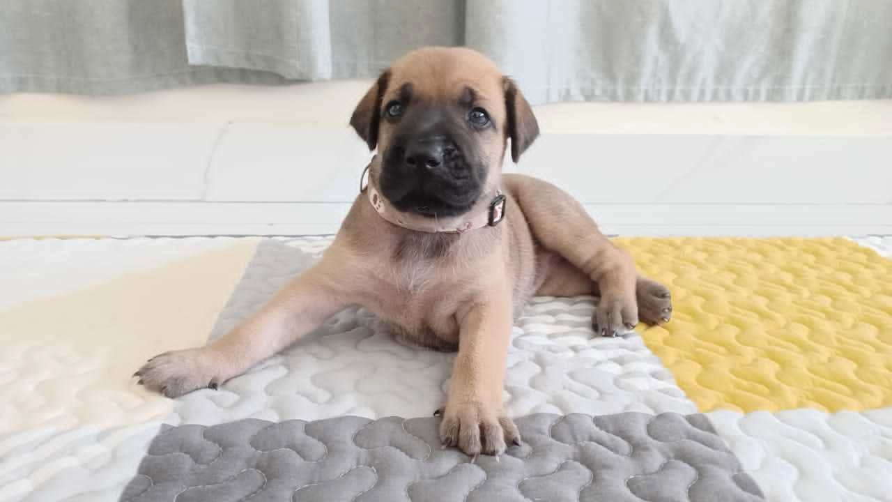 Walnut (1 Of 7) - Mixed Breed Dog
