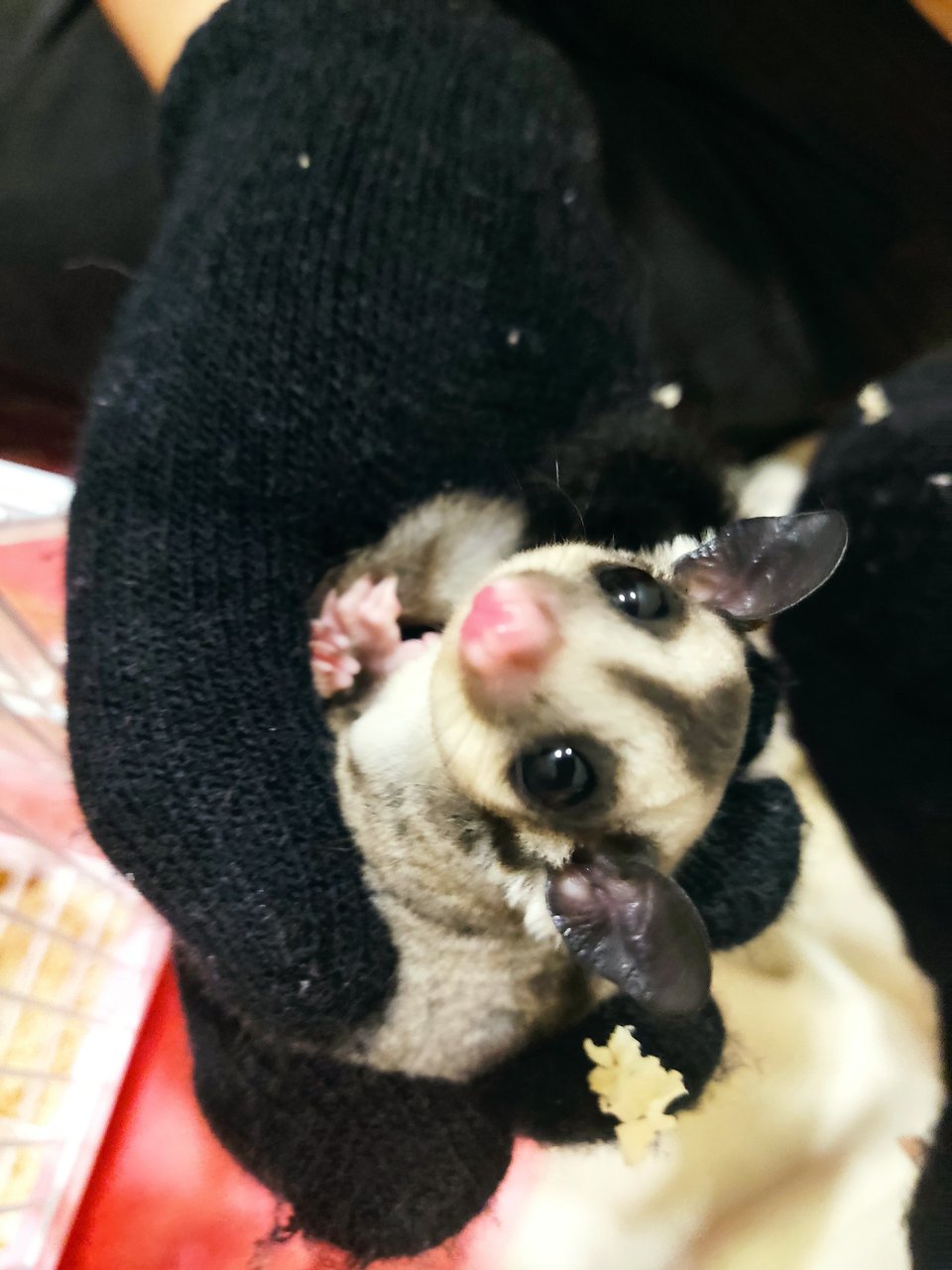 Archie - Sugar Glider Small & Furry