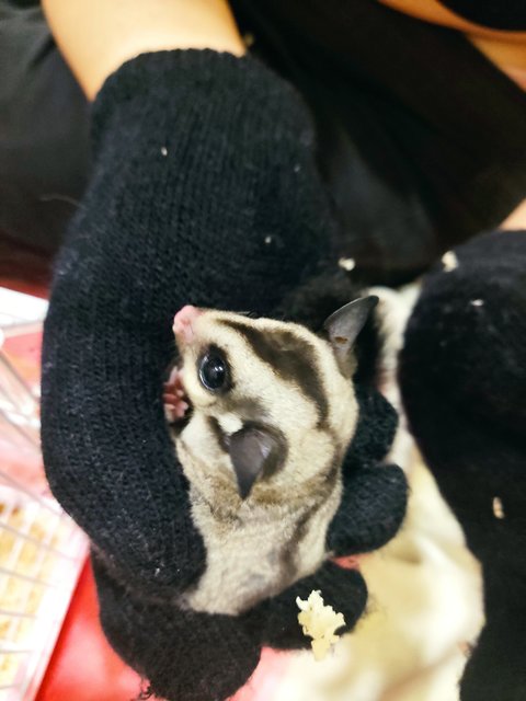 Archie - Sugar Glider Small & Furry