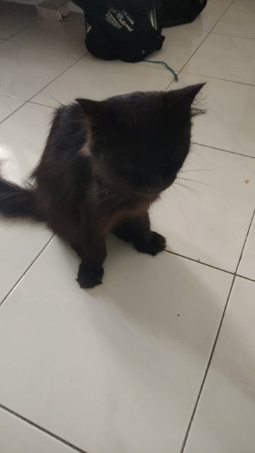 Luna - Domestic Medium Hair Cat