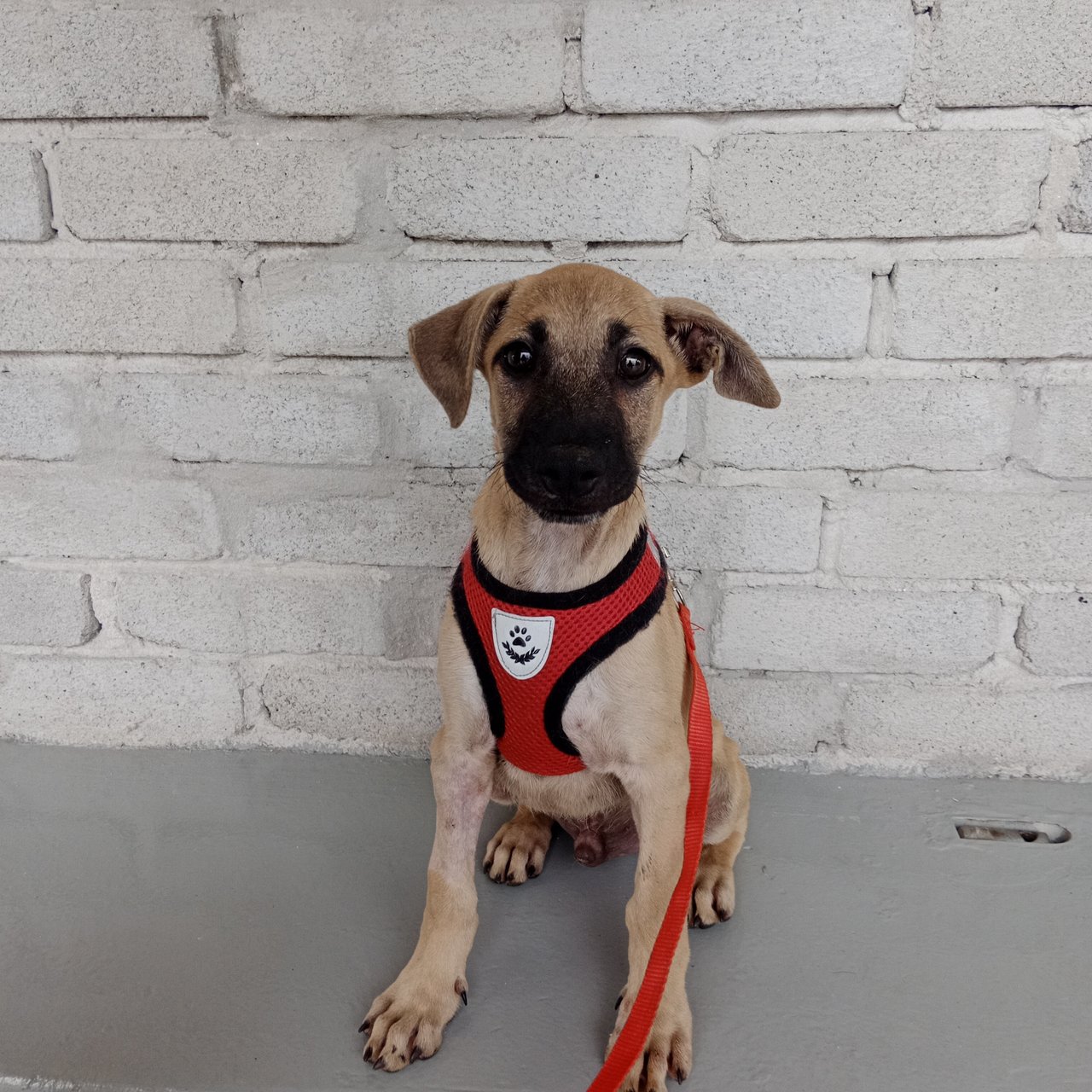 Goofy  - Mixed Breed Dog