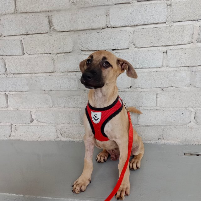 Goofy  - Mixed Breed Dog