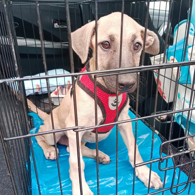 Goofy  - Mixed Breed Dog