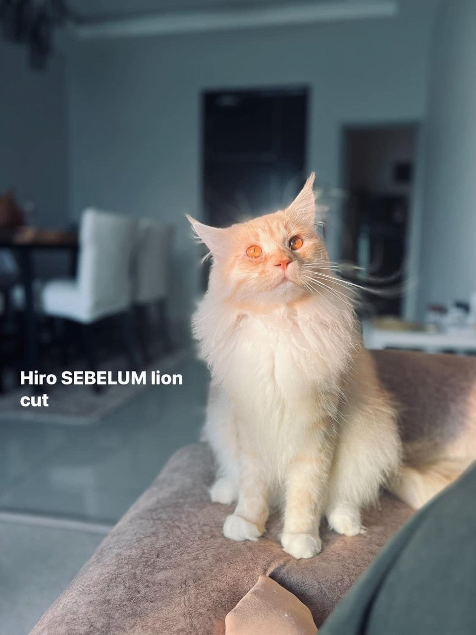 Hiro &amp; Lily - Maine Coon + American Curl Cat