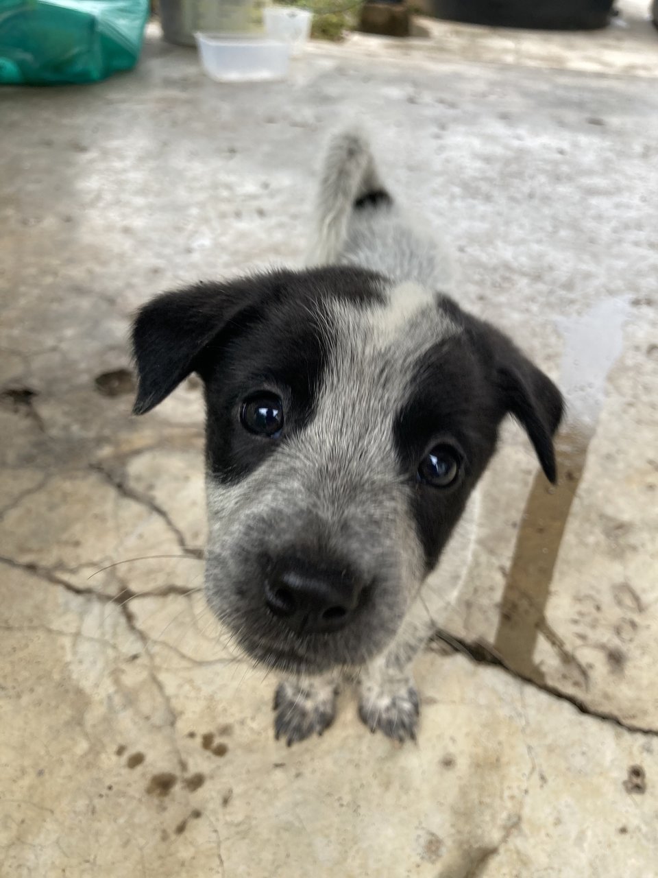 Puppies - Mixed Breed Dog