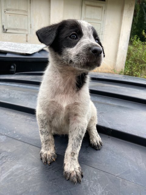 Puppies - Mixed Breed Dog