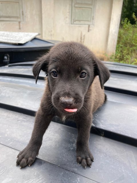 Puppies - Mixed Breed Dog