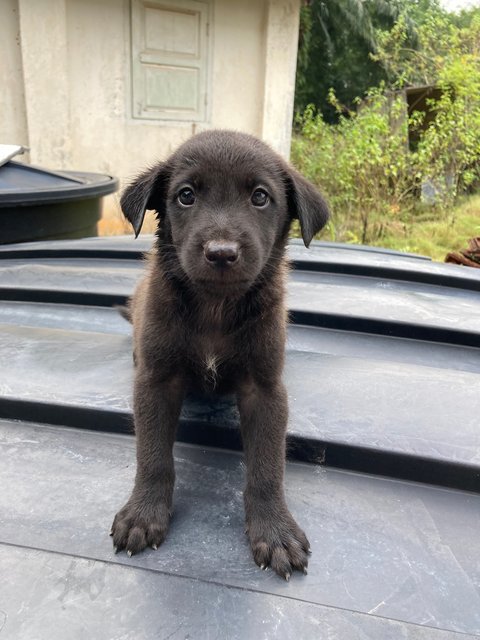 Puppies - Mixed Breed Dog