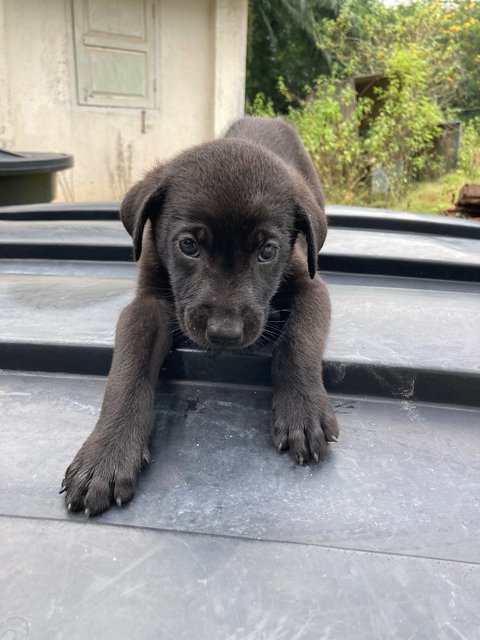 Puppies - Mixed Breed Dog