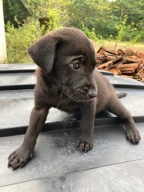 Puppies - Mixed Breed Dog