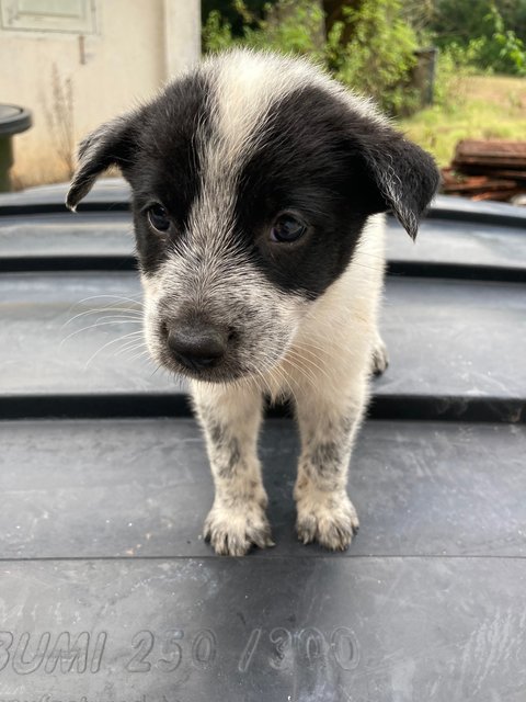 Puppies - Mixed Breed Dog