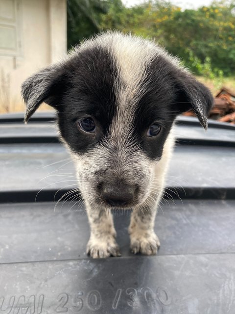 Puppies - Mixed Breed Dog