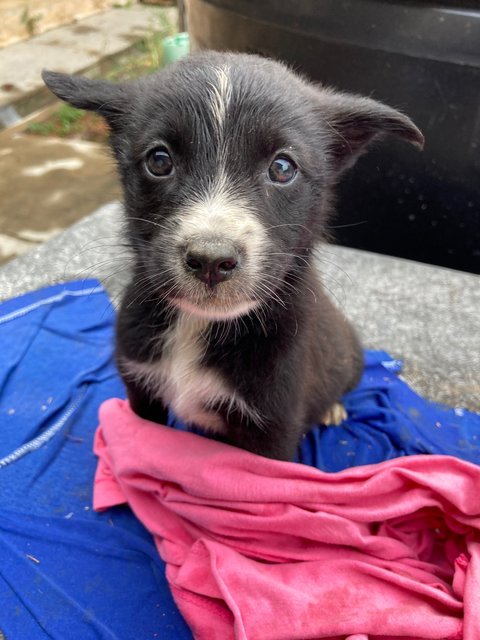 Puppies - Mixed Breed Dog