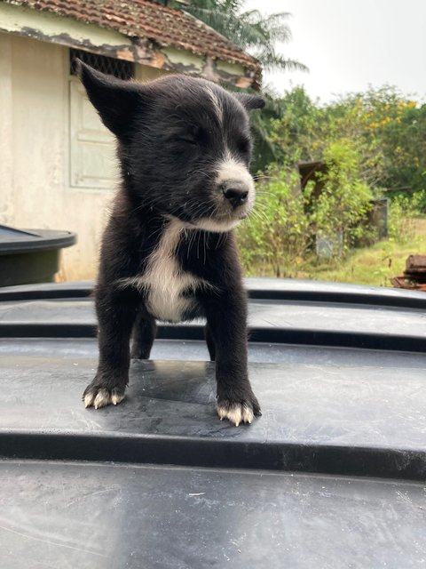 Puppies - Mixed Breed Dog