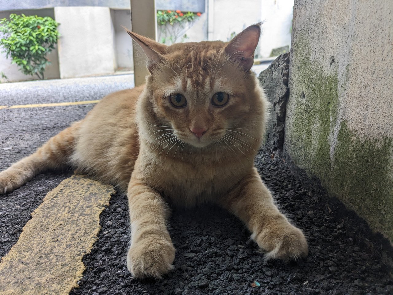 Max - Domestic Short Hair Cat