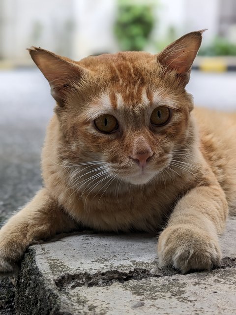 Max - Domestic Short Hair Cat