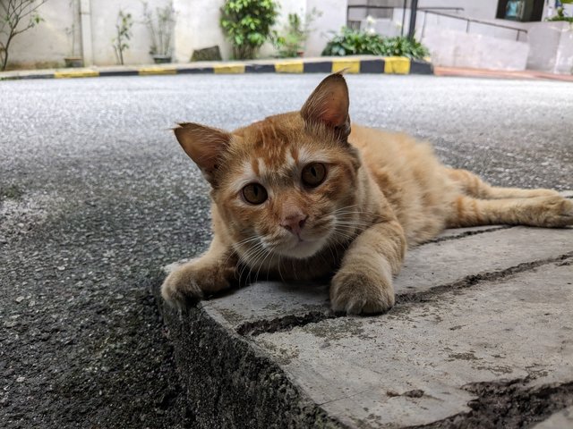 Max - Domestic Short Hair Cat