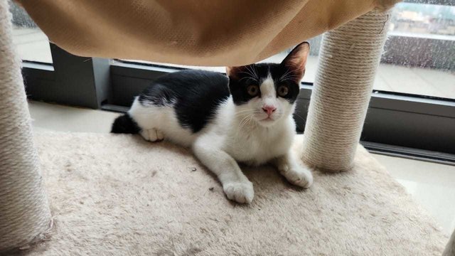 Nemo The Cow Kitten - Domestic Short Hair Cat