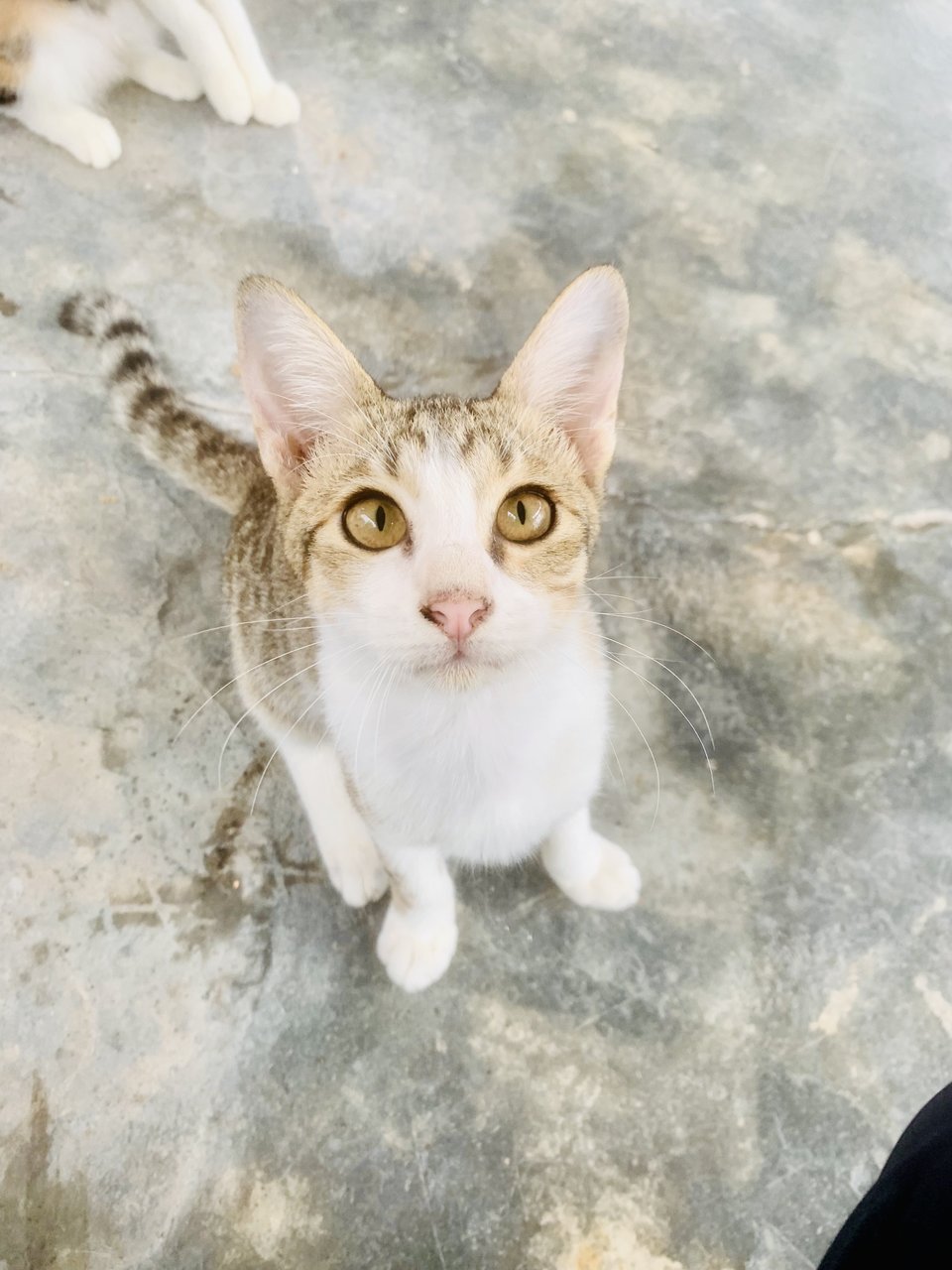 Dewey - Domestic Short Hair Cat