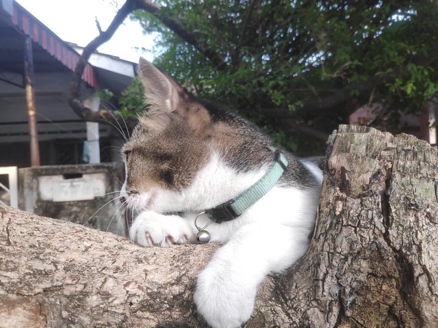 Thor - Domestic Short Hair Cat