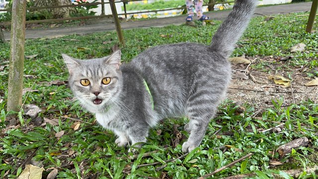 Chikin  - Munchkin Cat