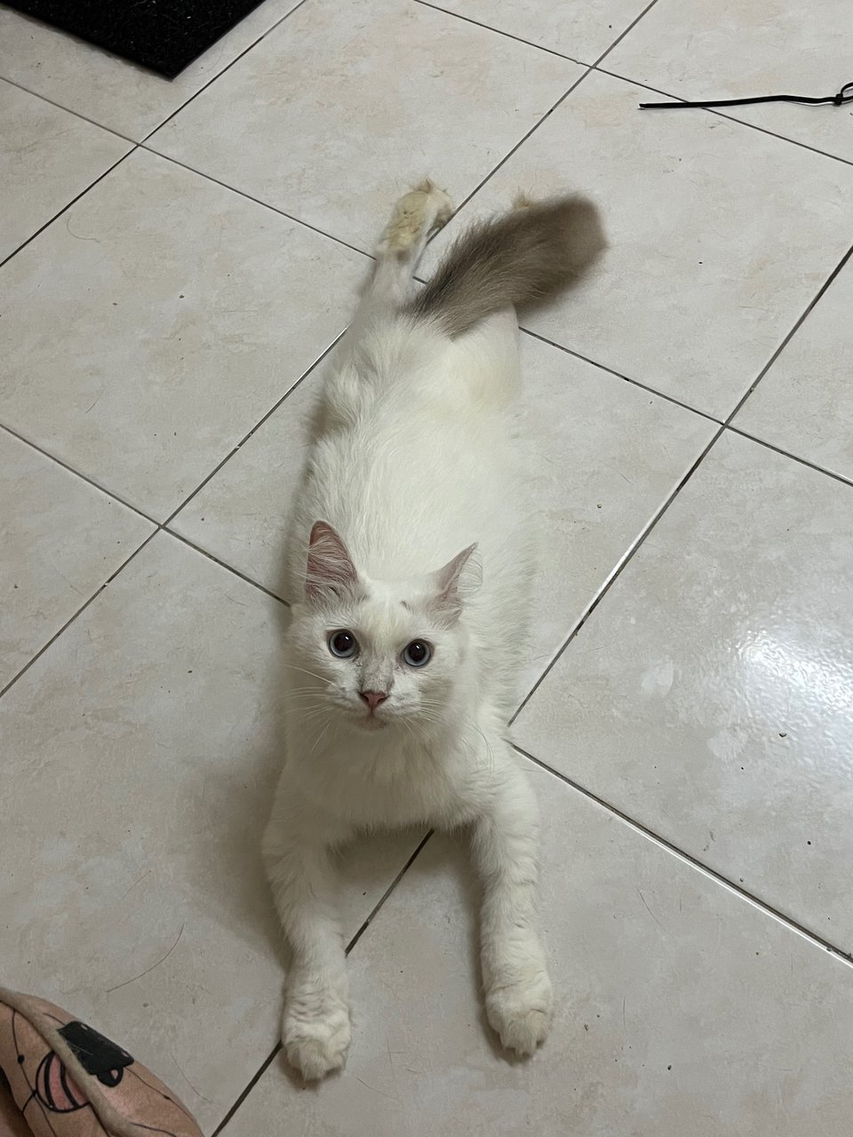 Putih - Domestic Long Hair Cat