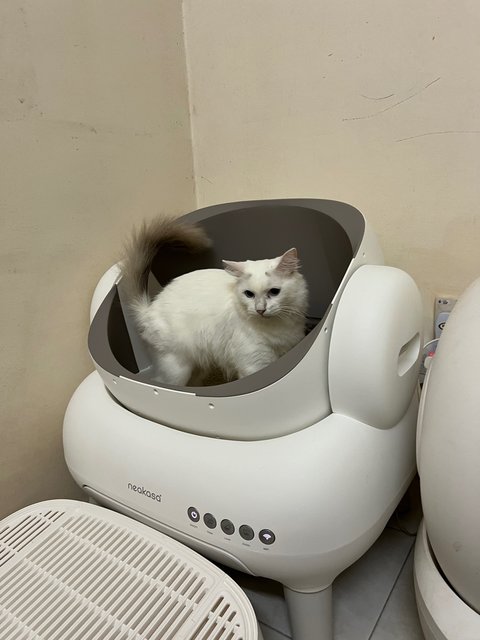 Putih - Domestic Long Hair Cat