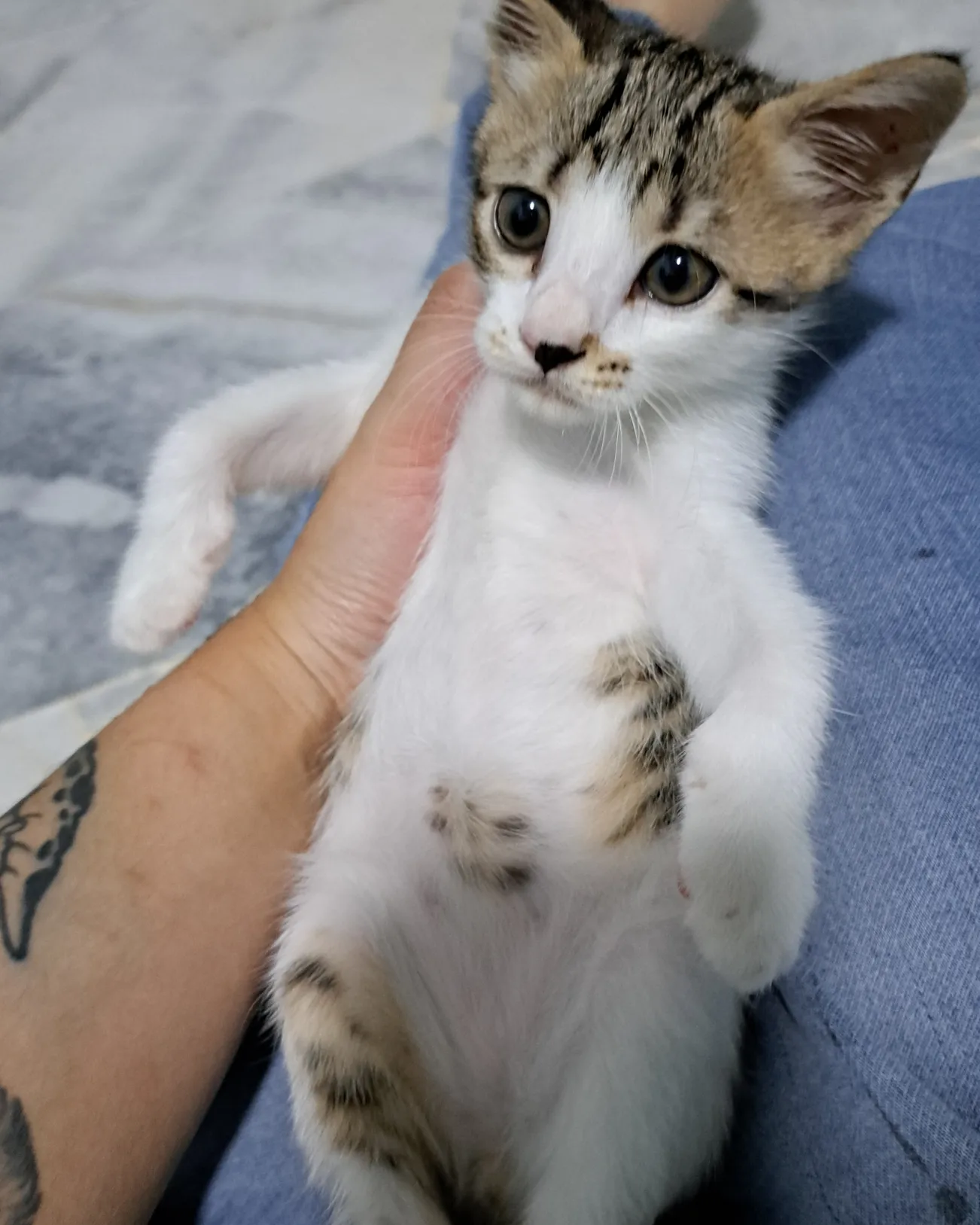 Little Prisoner - Domestic Short Hair Cat