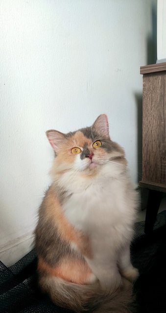 Timoh - Domestic Long Hair + Calico Cat