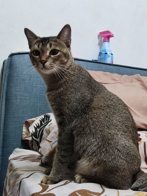 Embun - Domestic Short Hair + Tabby Cat