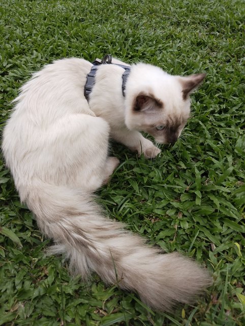 Sora - Himalayan Cat