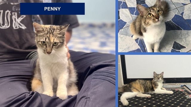 Penny - Domestic Long Hair Cat