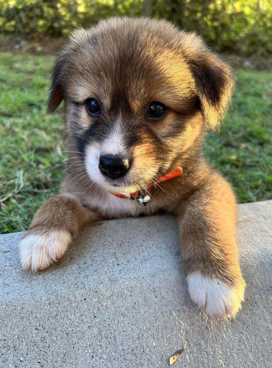 Adopted - Duke (Male) &amp; Daisy (Female) - Mixed Breed Dog