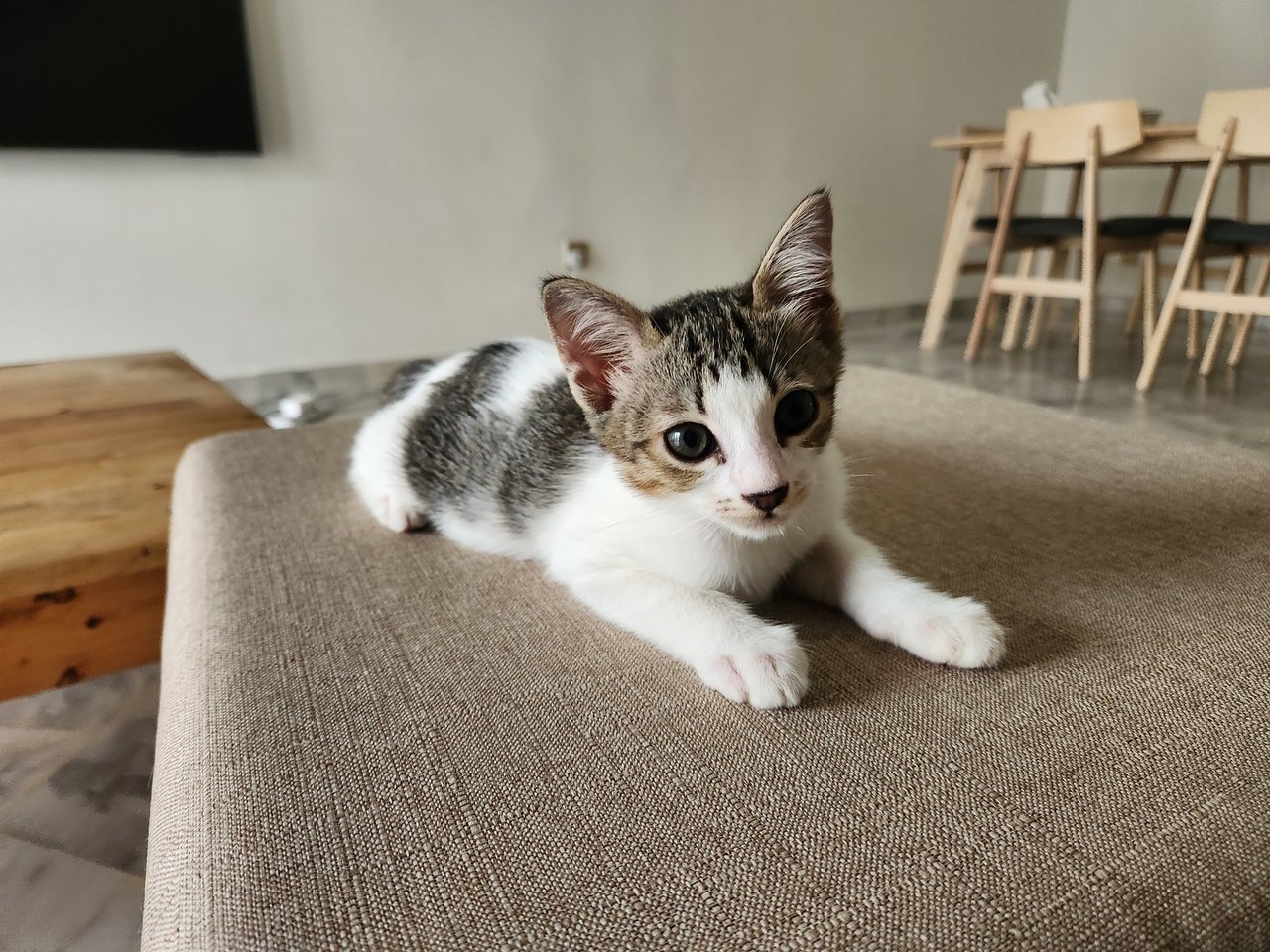 Teddy, Peanut And Jelly - Domestic Short Hair Cat