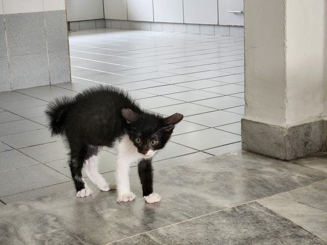 Teddy, Peanut And Jelly - Domestic Short Hair Cat