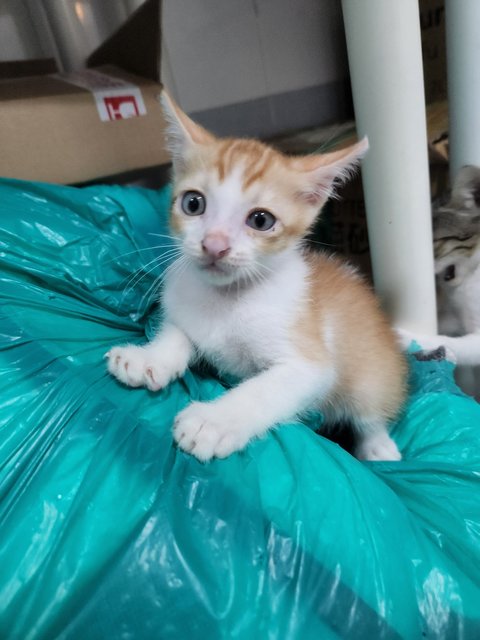 Teddy, Peanut And Jelly - Domestic Short Hair Cat