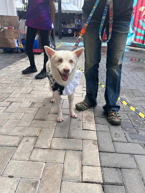 Maverick - Siberian Husky Mix Dog