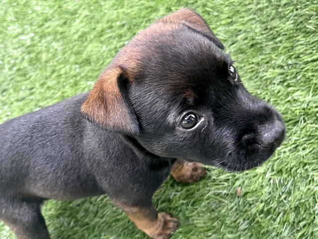 Koko - Rottweiler Mix Dog