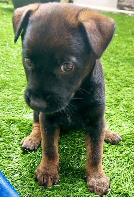 Koko - Rottweiler Mix Dog