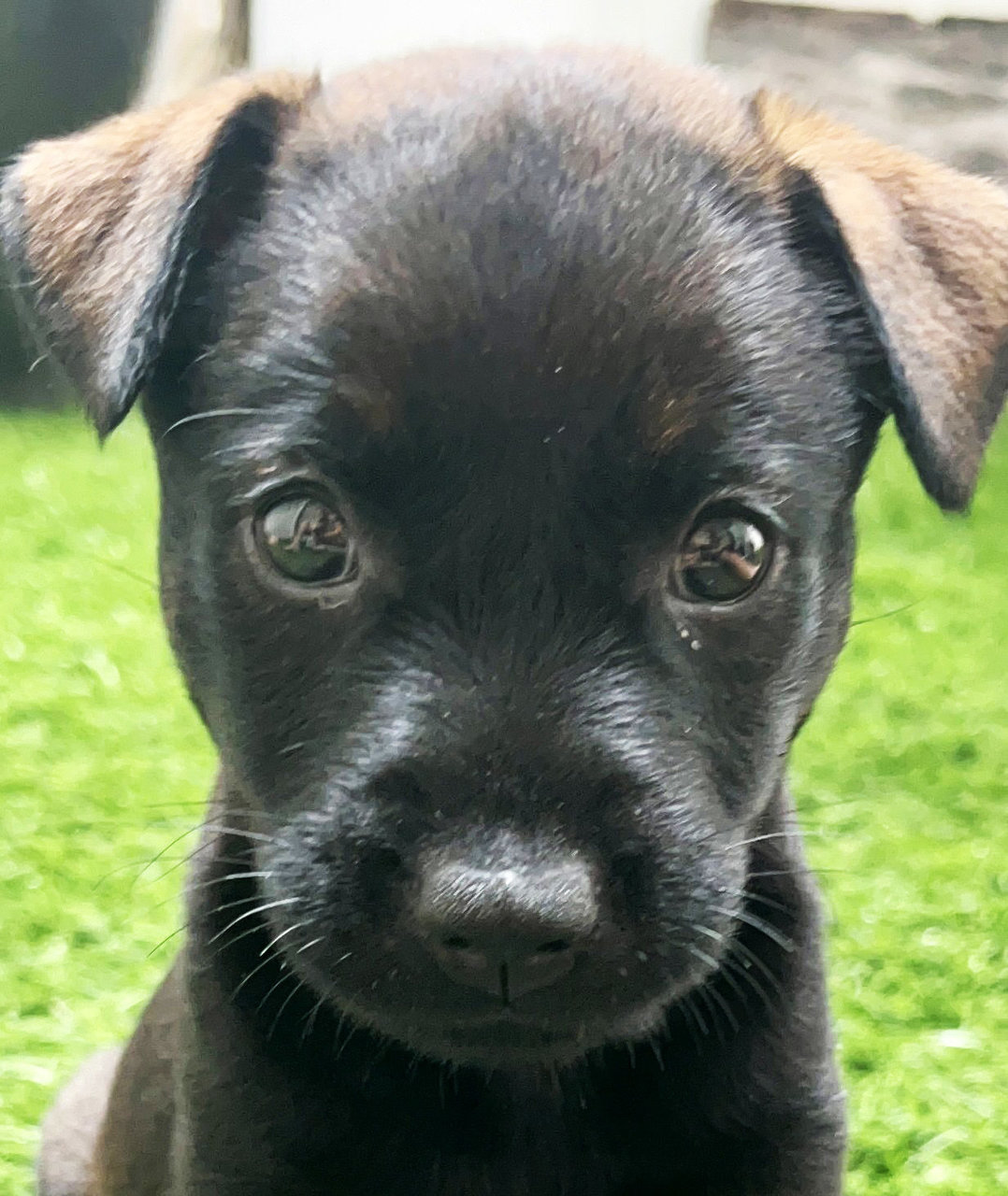 Koko - Rottweiler Mix Dog