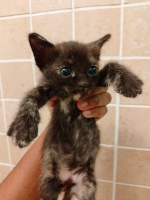 💗 Hazel's Babies 💗 - Domestic Medium Hair Cat